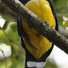 Trogon à tête noire