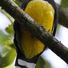 Trogon à tête noire