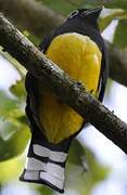 Black-headed Trogon