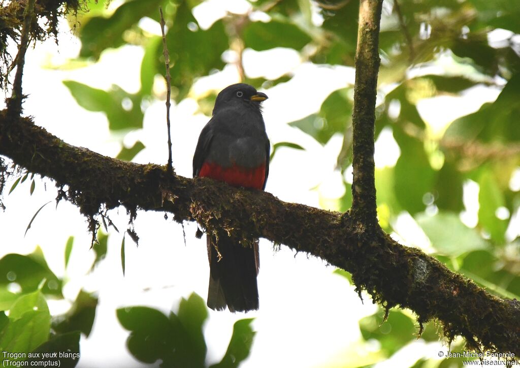 Trogon aux yeux blancs femelle