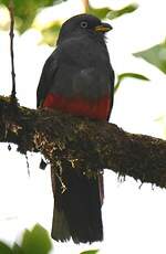 Trogon aux yeux blancs