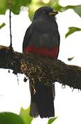 Choco Trogon