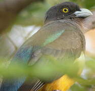 Trogon citrin