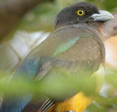 Trogon citrin