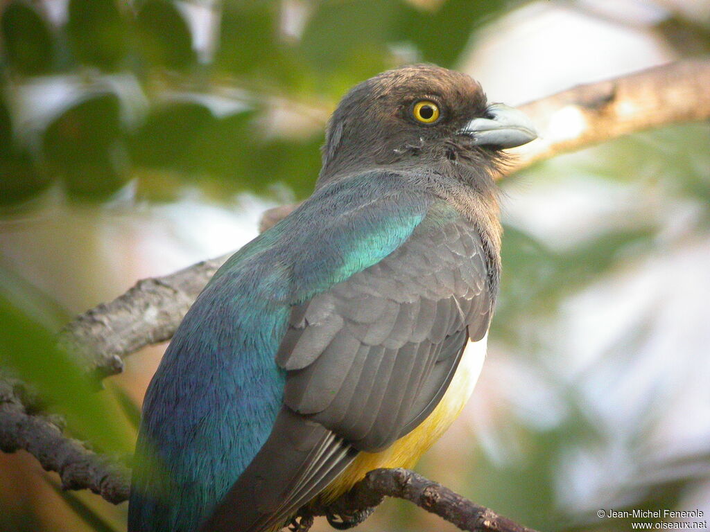 Trogon citrin