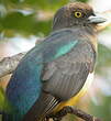 Trogon citrin