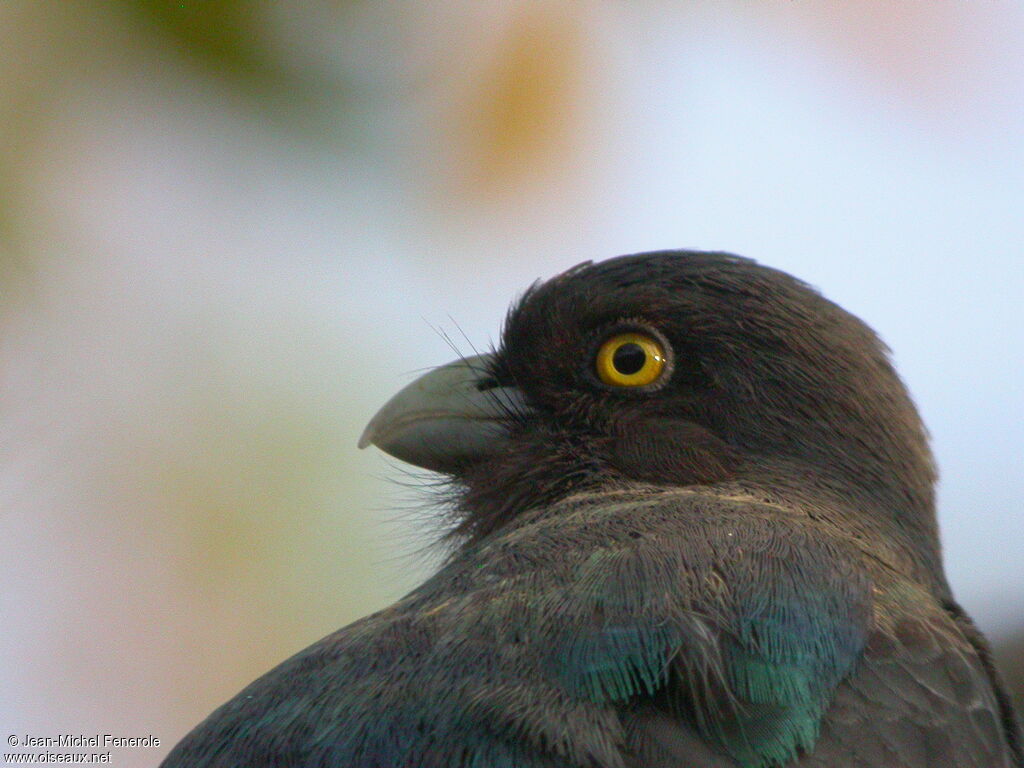 Citreoline Trogon