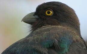 Citreoline Trogon