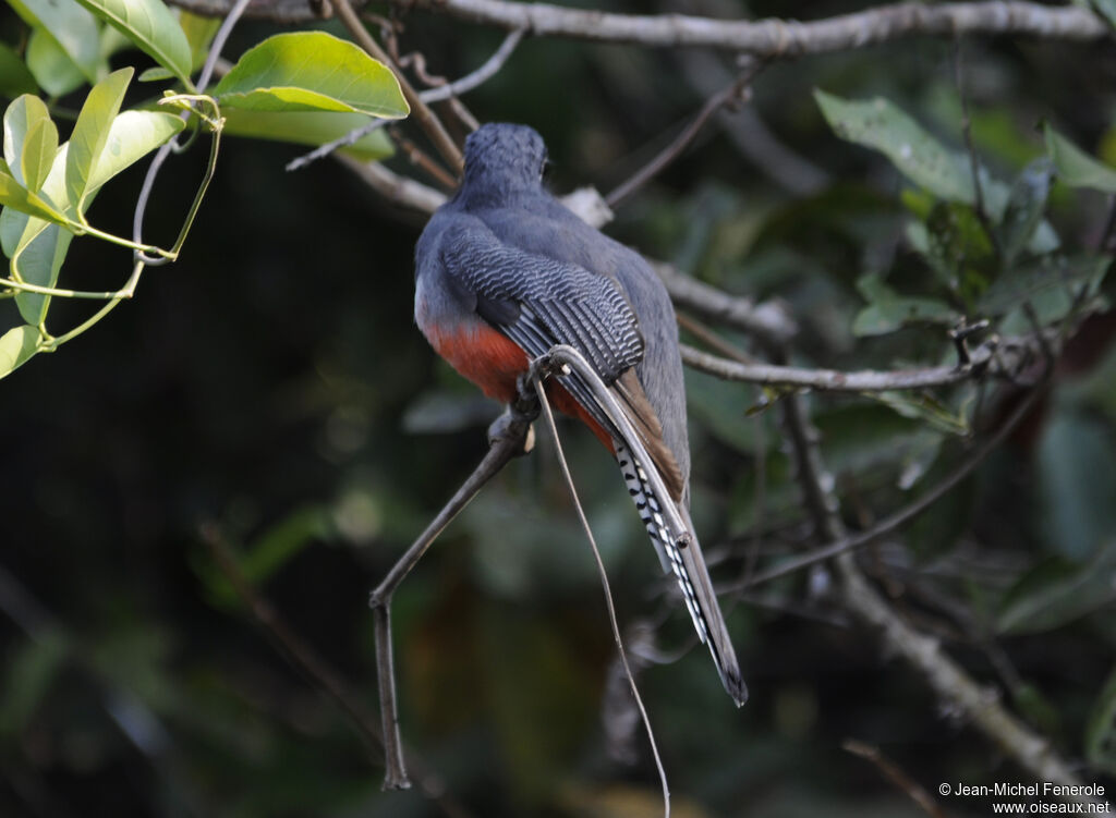 Trogon couroucou femelle adulte