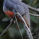Trogon couroucou