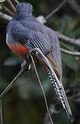 Blue-crowned Trogon