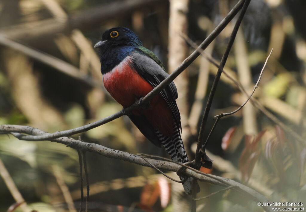 Blue-crowned Trogon