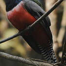 Trogon couroucou
