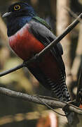 Blue-crowned Trogon