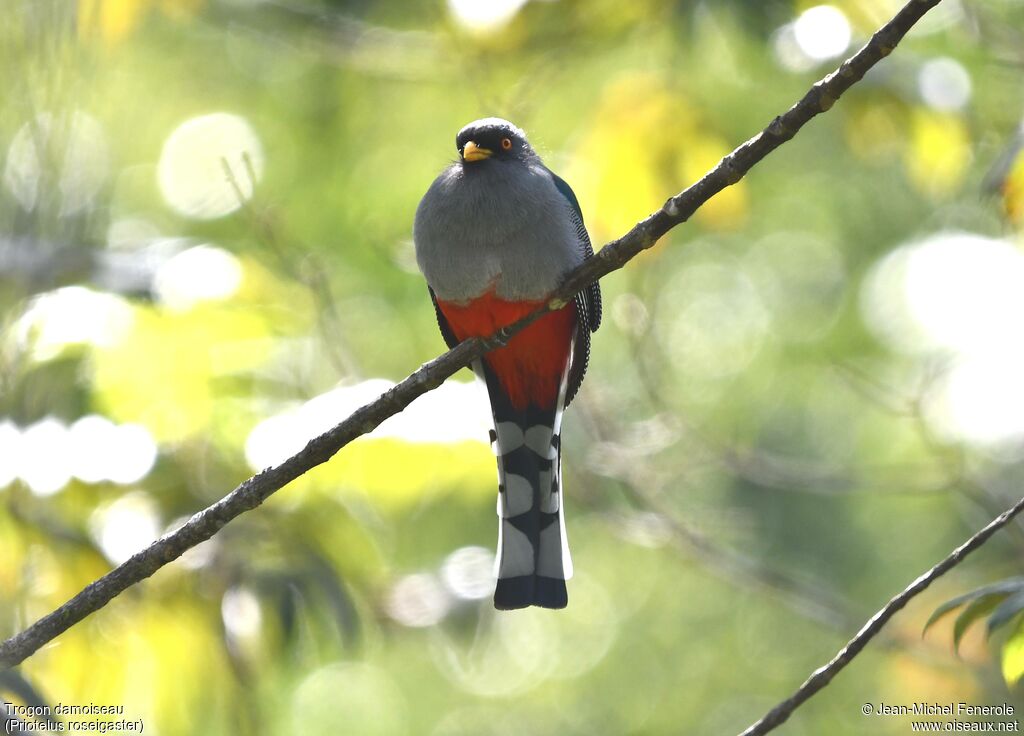 Hispaniolan Trogon