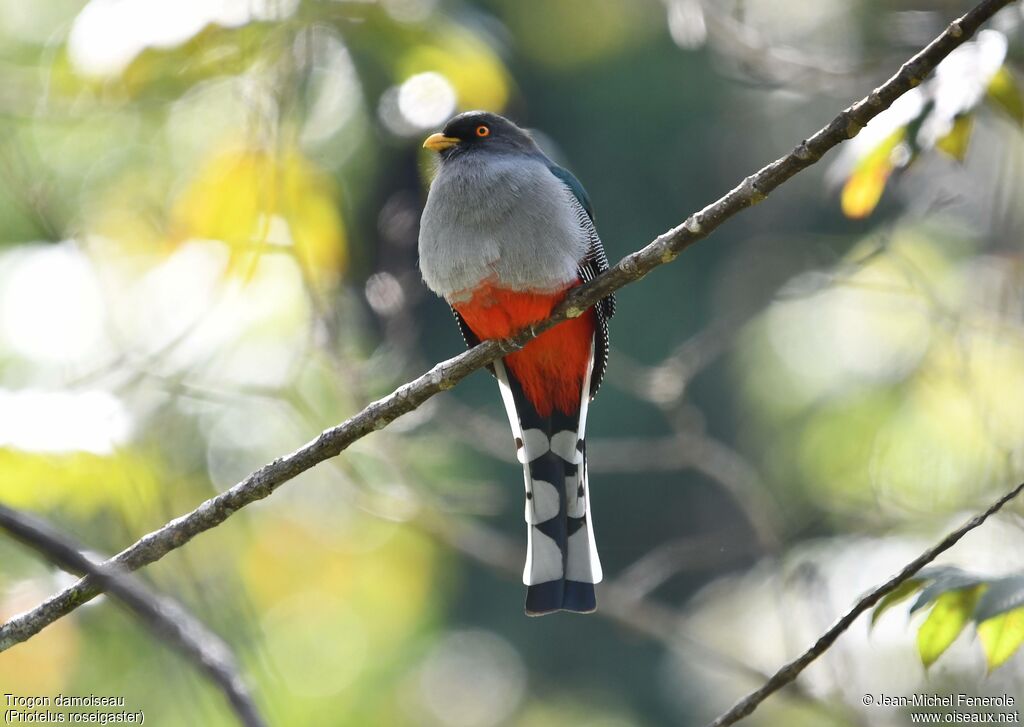 Hispaniolan Trogon