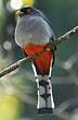 Trogon damoiseau