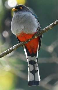 Trogon damoiseau