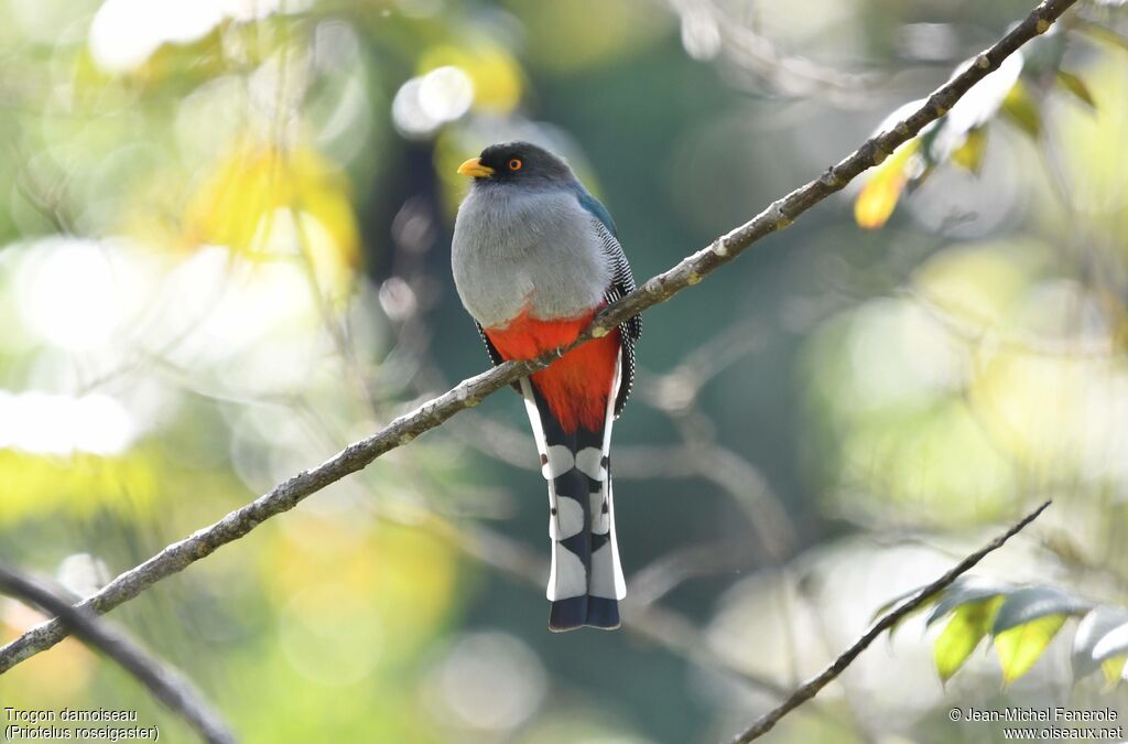 Hispaniolan Trogon
