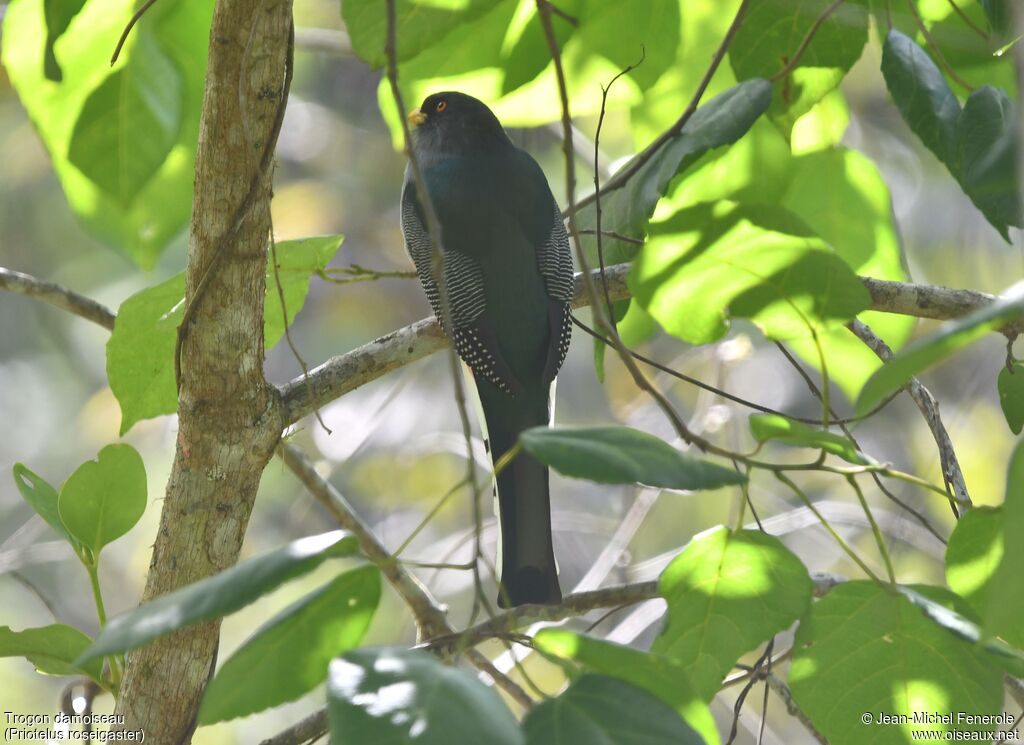 Hispaniolan Trogon