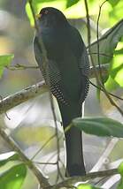 Trogon damoiseau