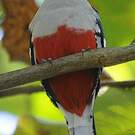 Trogon de Cuba