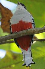 Trogon de Cuba