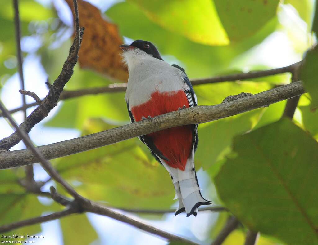 Cuban Trogon, identification