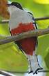 Trogon de Cuba