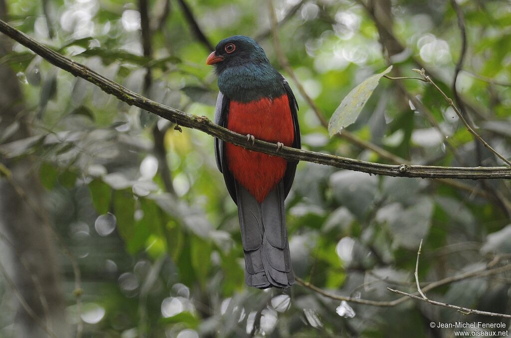 Slaty-tailed Trogon