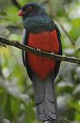 Slaty-tailed Trogon