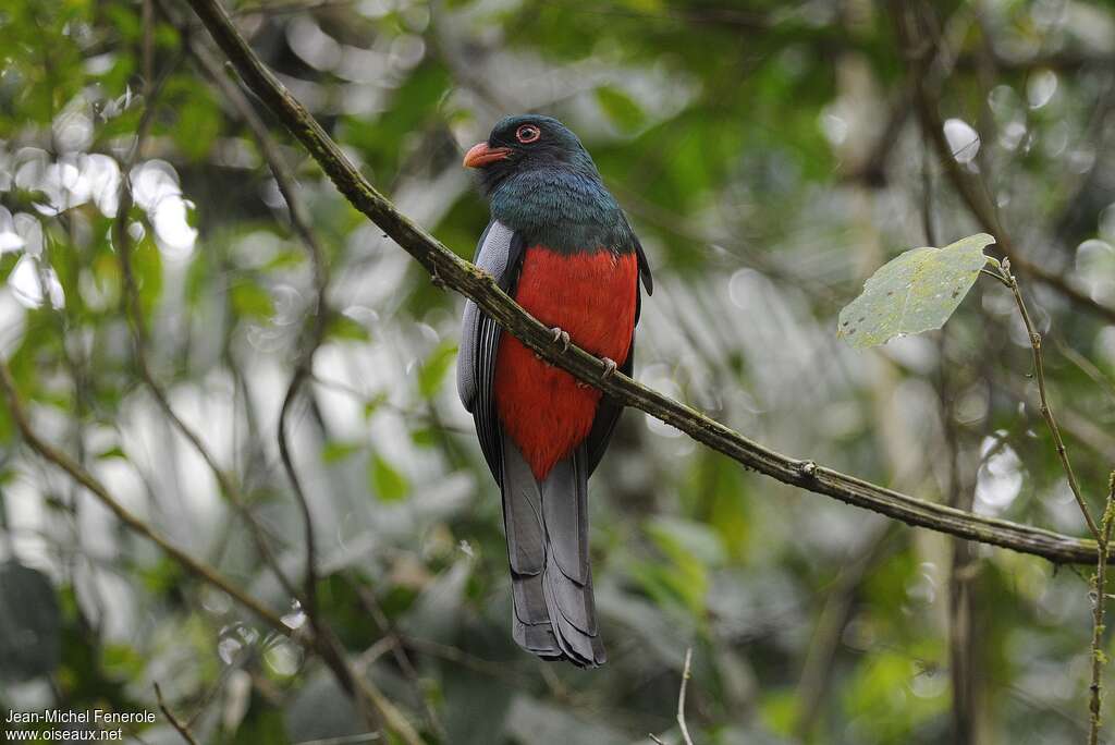 Trogon de Masséna mâle adulte, composition