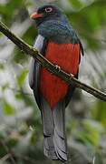 Slaty-tailed Trogon