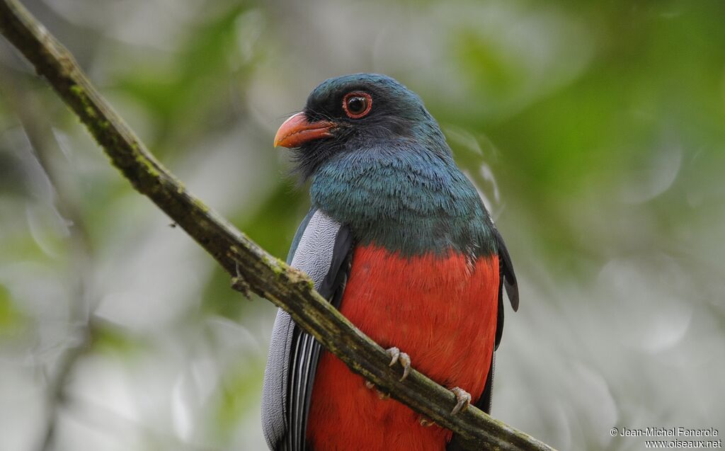 Trogon de Masséna