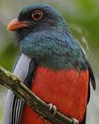 Slaty-tailed Trogon