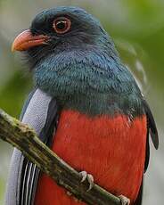 Trogon de Masséna