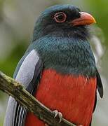 Slaty-tailed Trogon