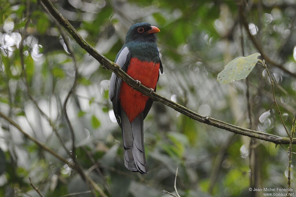 Slaty-tailed Trogon