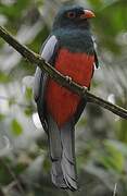 Slaty-tailed Trogon