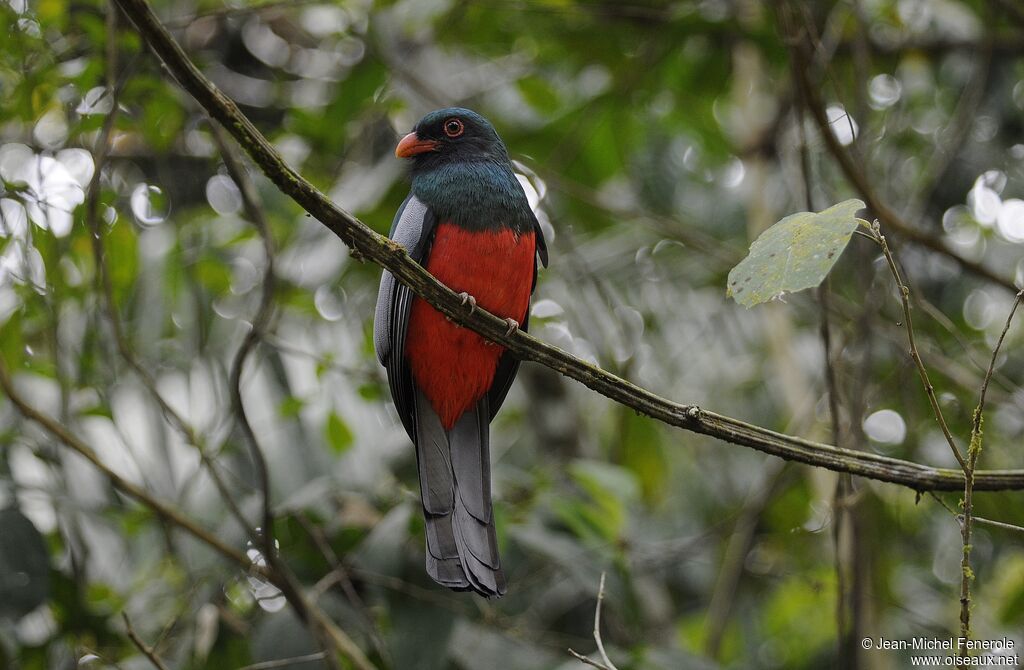 Trogon de Masséna