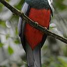 Trogon de Masséna