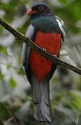 Slaty-tailed Trogon