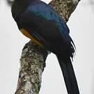 Trogon de Panama