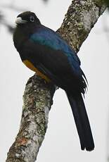 Trogon de Panama