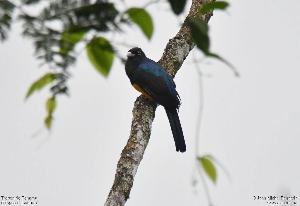 Trogon de Sclater