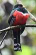 Trogon masqué