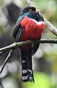 Trogon masqué