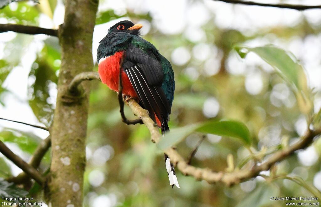 Masked Trogon