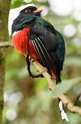 Masked Trogon