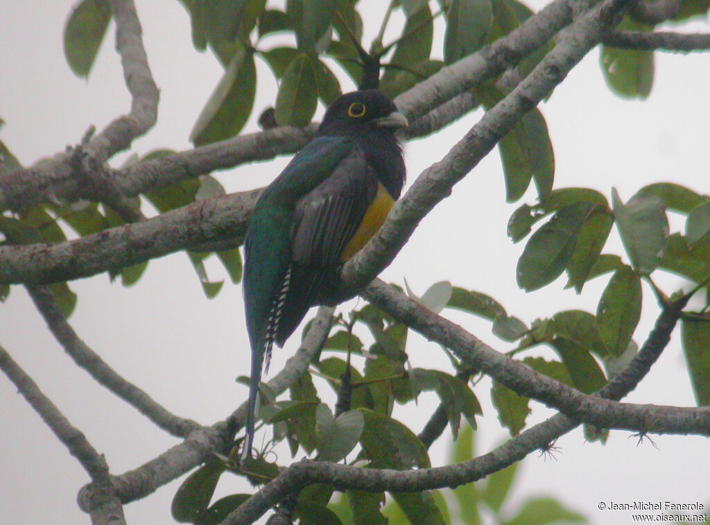 Trogon violacé